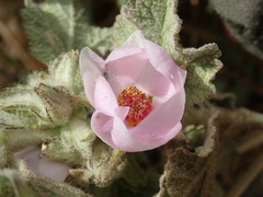 Malacothamnus marrubioides