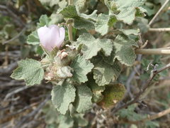 Malacothamnus marrubioides