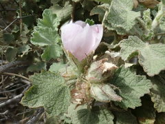 Malacothamnus marrubioides