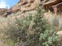 Malacothamnus marrubioides