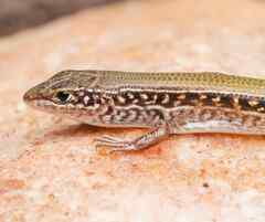 Arnhem Land Ctenotus photo 2