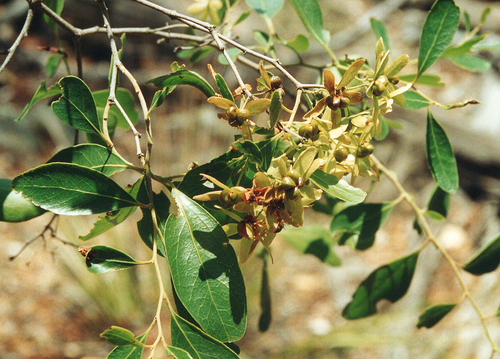 ooline (Cadellia pentastylis)