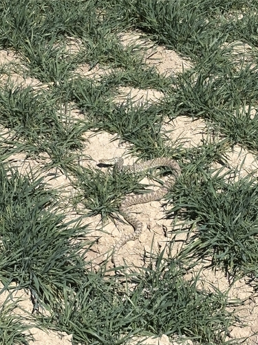 Bullsnake