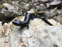 Aneides klamathensis