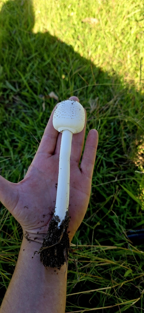 Macrolepiota dolichaula · March 2026 · photo: © rotceh_dnih (iNaturalist, cc-by)