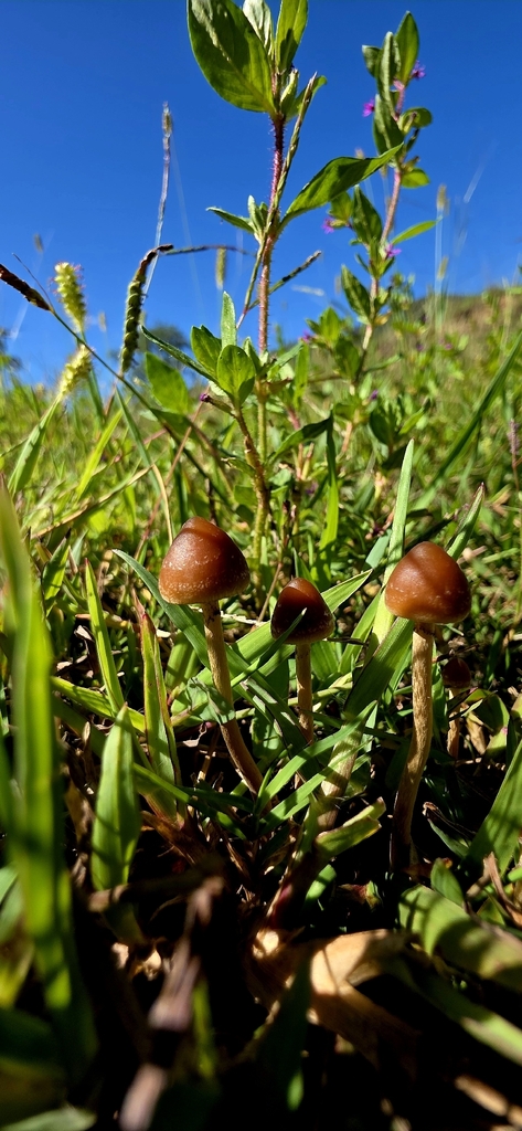 Psilocybe samuiensis · March 2026 · photo: © rotceh_dnih (iNaturalist, cc-by)