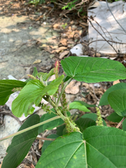 Acalypha angatensis, photograph (c) 呂一起(Lyu yi-chi), some rights reserved (CC BY)