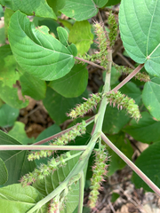 (c) 呂一起(Lyu yi-chi), some rights reserved (CC BY) Acalypha angatensis, photograph (c) 呂一起(Lyu yi-chi), some rights reserved (CC BY)