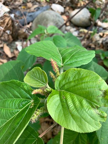 Acalypha angatensis, photograph 4