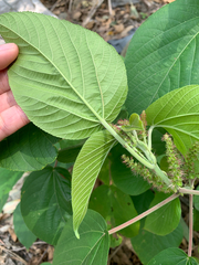(c) 呂一起(Lyu yi-chi), some rights reserved (CC BY) Acalypha angatensis, photograph (c) 呂一起(Lyu yi-chi), some rights reserved (CC BY)