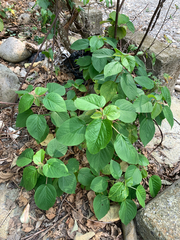 (c) 呂一起(Lyu yi-chi), some rights reserved (CC BY) Acalypha angatensis, photograph (c) 呂一起(Lyu yi-chi), some rights reserved (CC BY)