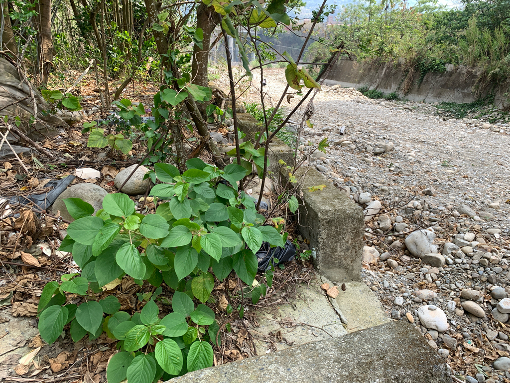 Acalypha angatensis; photograph (c) 呂一起(Lyu yi-chi), some rights reserved (CC BY)