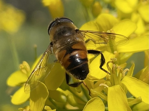 Unknown species found near Clark Way, Palo Alto, CA, US