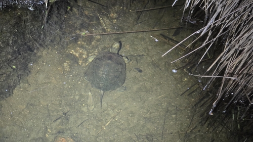 iNaturalist observation photo of Northwestern Pond Turtle