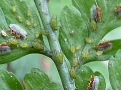 Micromyzella filicis