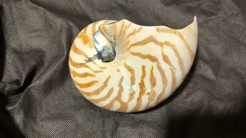 Nautilus pompilius