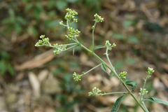 Blumea balsamifera