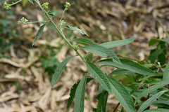 Blumea balsamifera
