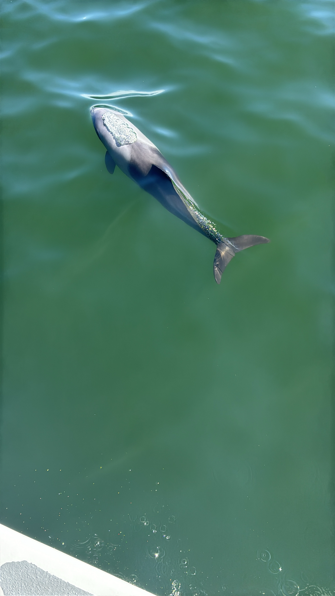 Cephalorhynchus heavisidii