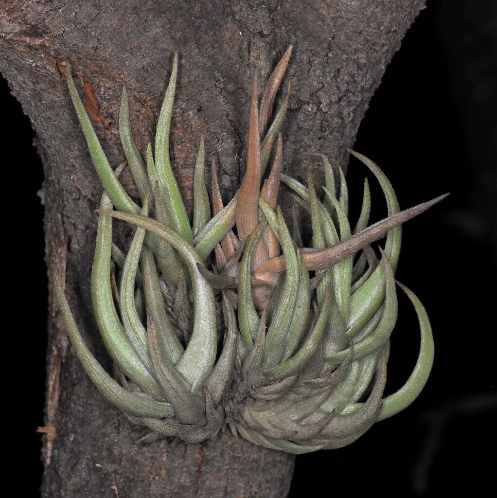 Tillandsia xiphioides; photograph Rosario Douglas, CC BY, iNaturalist via GBIF