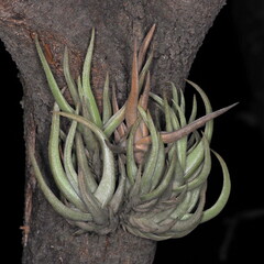 Tillandsia xiphioides