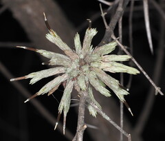 (c) Rosario Douglas, some rights reserved (CC BY) Tillandsia minutiflora, photograph (c) Rosario Douglas, some rights reserved (CC BY)
