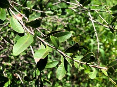 Alectryon diversifolius