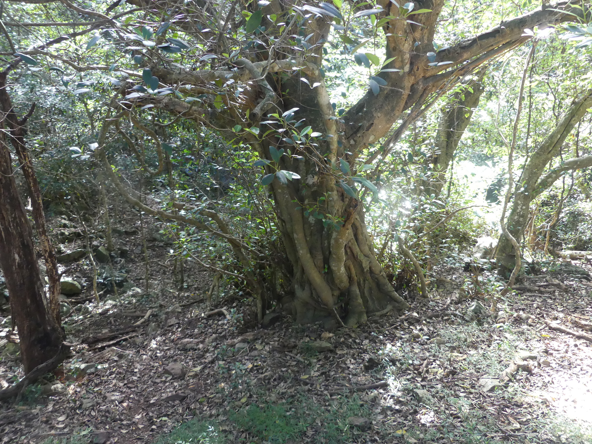 Imagem de Figueira