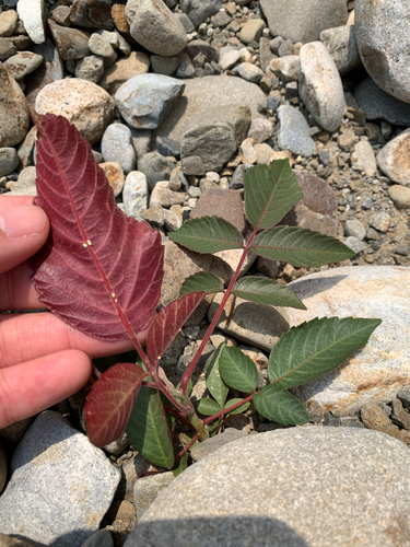 Chinese Sumac (Rhus chinensis)