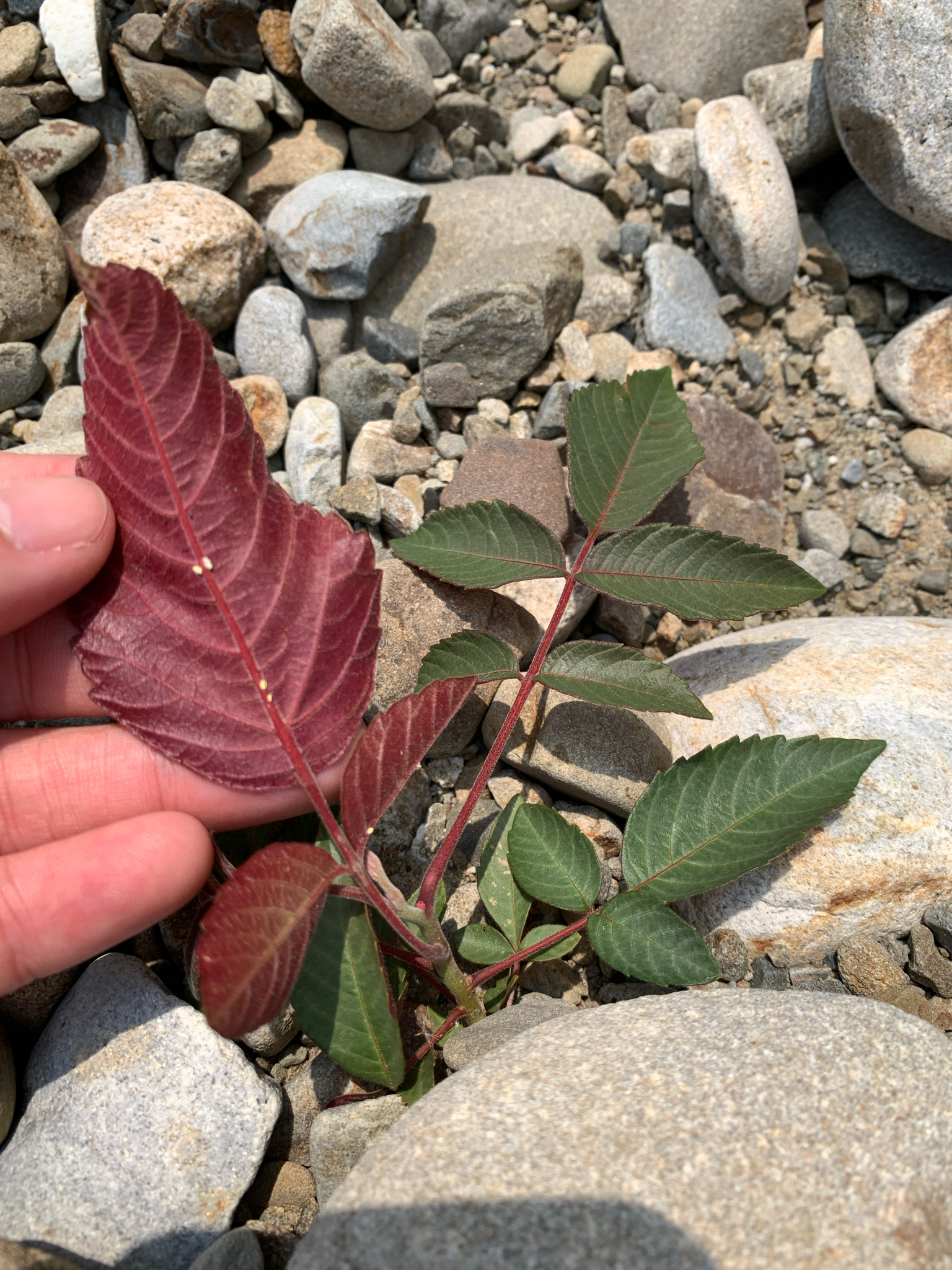 Chinese Sumac (Rhus chinensis)