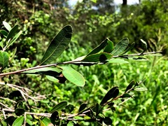 Alectryon diversifolius