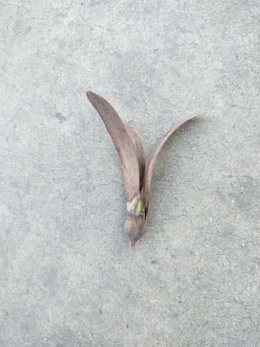 Anthoshorea roxburghii observed 2026-03-15
