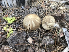Entoloma holoconiotum