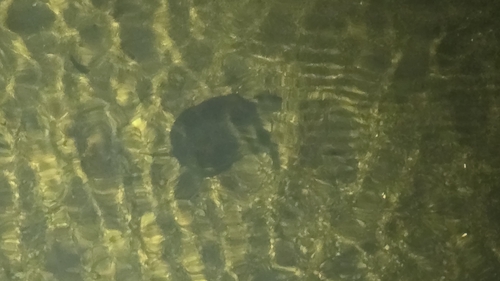 iNaturalist observation photo of Northwestern Pond Turtle