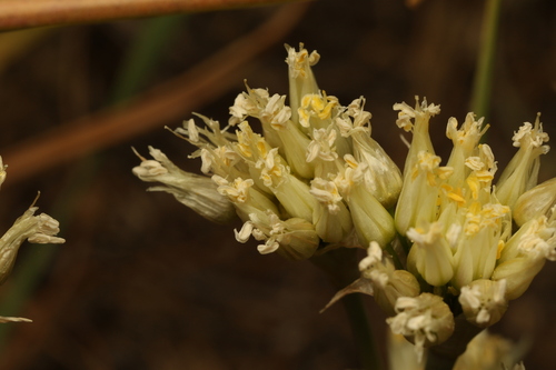 Allium erdelii (Allium erdelii)