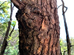 Angophora subvelutina