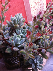Echeveria pulvinata