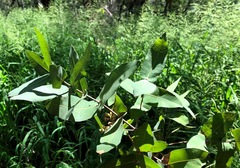 Angophora subvelutina