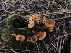 Xeromphalina enigmatica