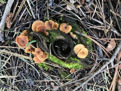 Xeromphalina enigmatica