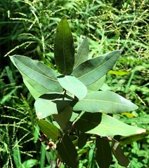 Angophora subvelutina