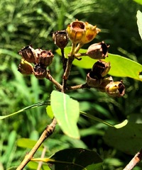 Angophora subvelutina