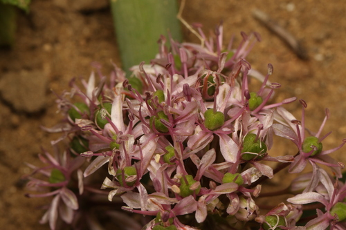 Tel Aviv Garlic (Allium tel)
