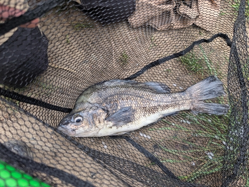 Macquarie perch (Macquaria australasica) — Percichthyidae