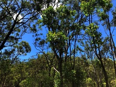 Angophora subvelutina