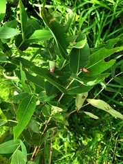 Angophora subvelutina