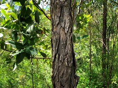 Angophora subvelutina