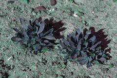 Limonium ramosissimum