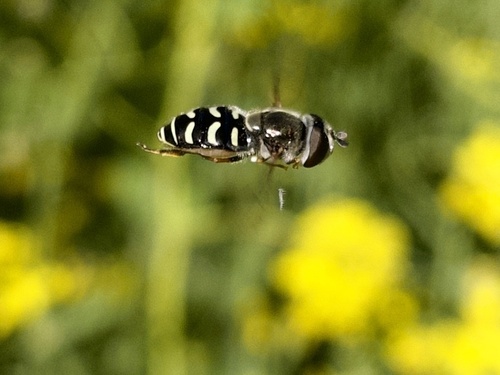 Unknown species found near Clark Way, Palo Alto, CA, US