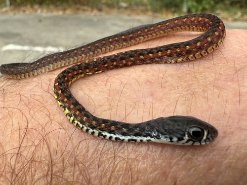 Spotted Keelback